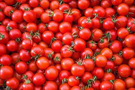 tomatoes-Headline- Grown -Tomatoes-pardeep-mathur-kayasthatoday-alwer-rajasthan-india